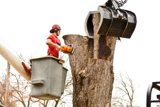 How Our Tree Care Process Works  in  Twin Lakes, NM